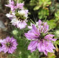 Nigella damascena Nigella plant