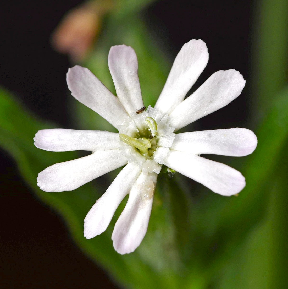 White Catchfly flower seeds