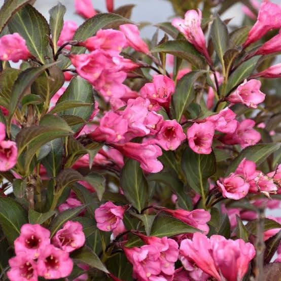 Weigela Florida flower seeds
