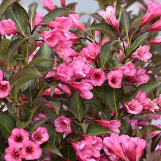 Weigela Florida flower seeds