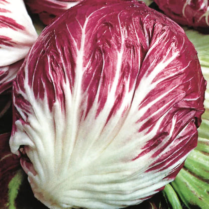 Burgundy Radicchio Seeds
