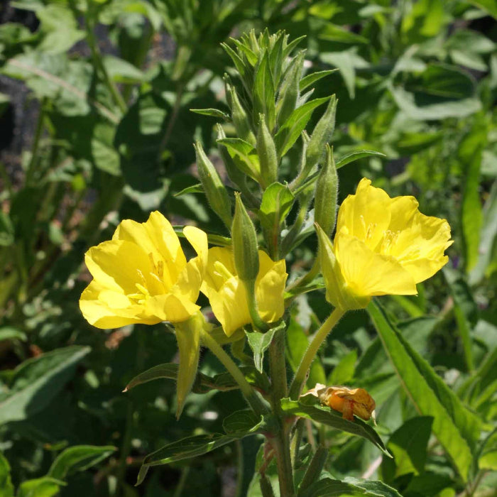 Primrose Oenothera Biennis plant