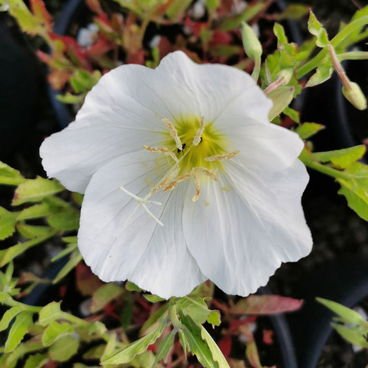 White Oenothera flower seeds