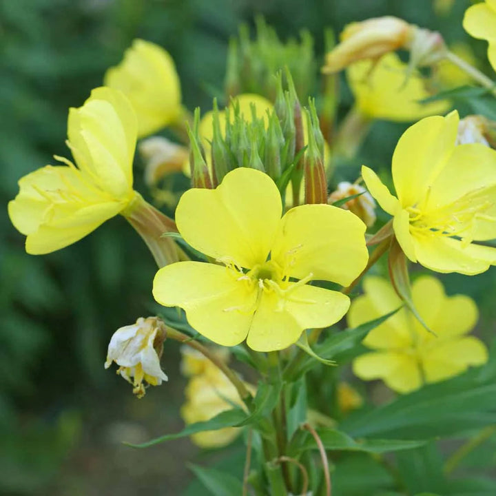 Yellow Black flower seeds