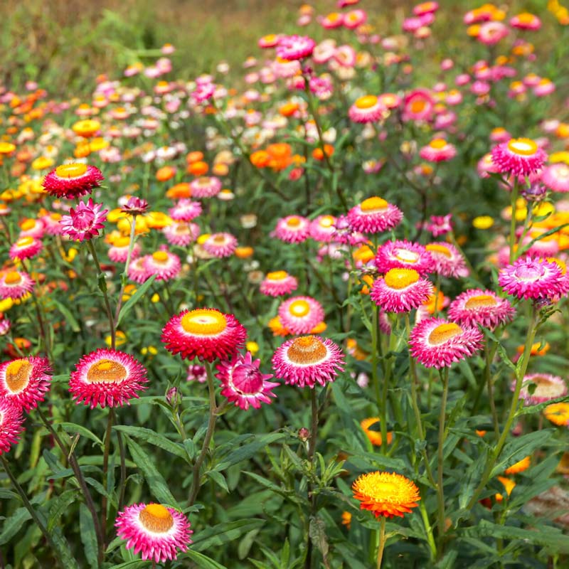 Straw flower seeds