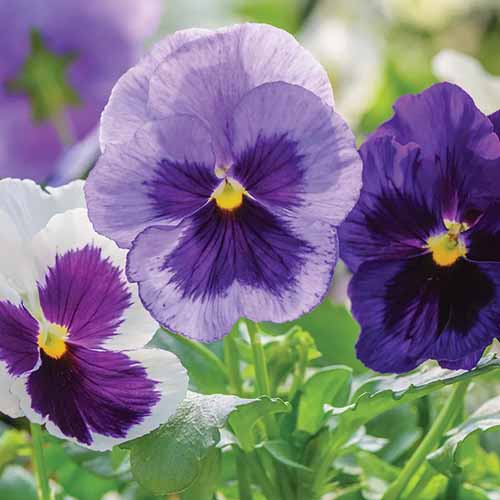 Purple Pansy plant