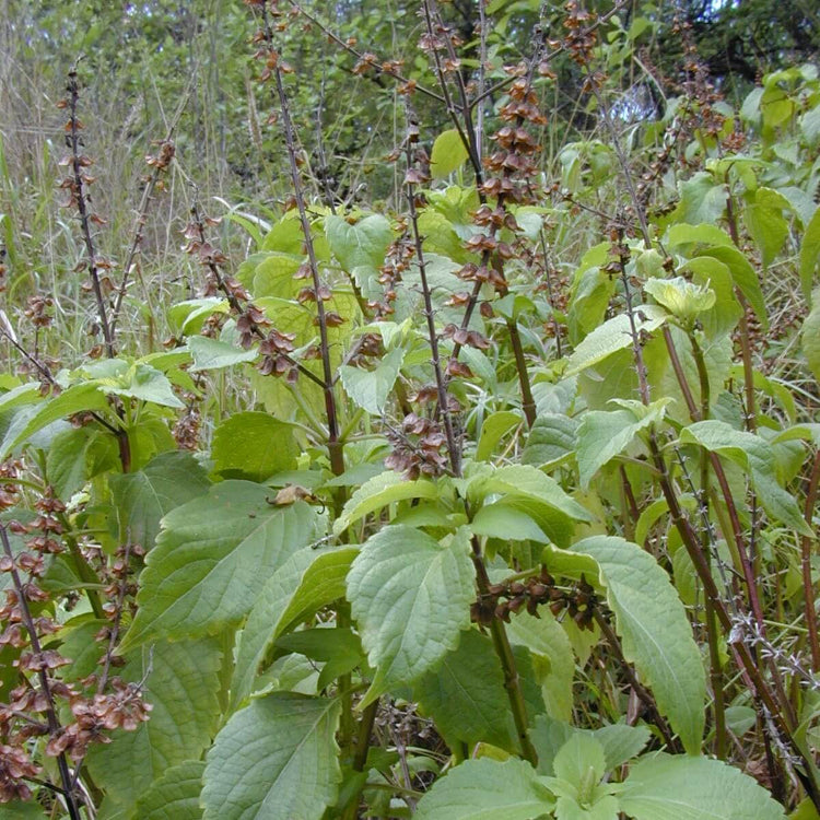 Ocimum Gratissimum plant