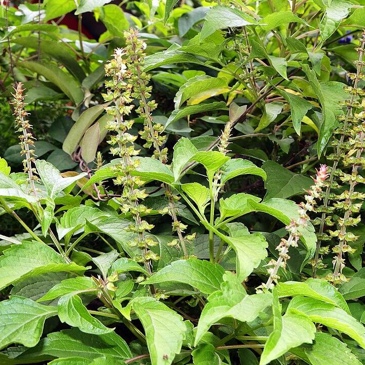 Ocimum Gratissimum plant