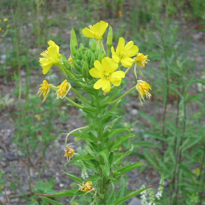 Primrose Oenothera Biennis plant