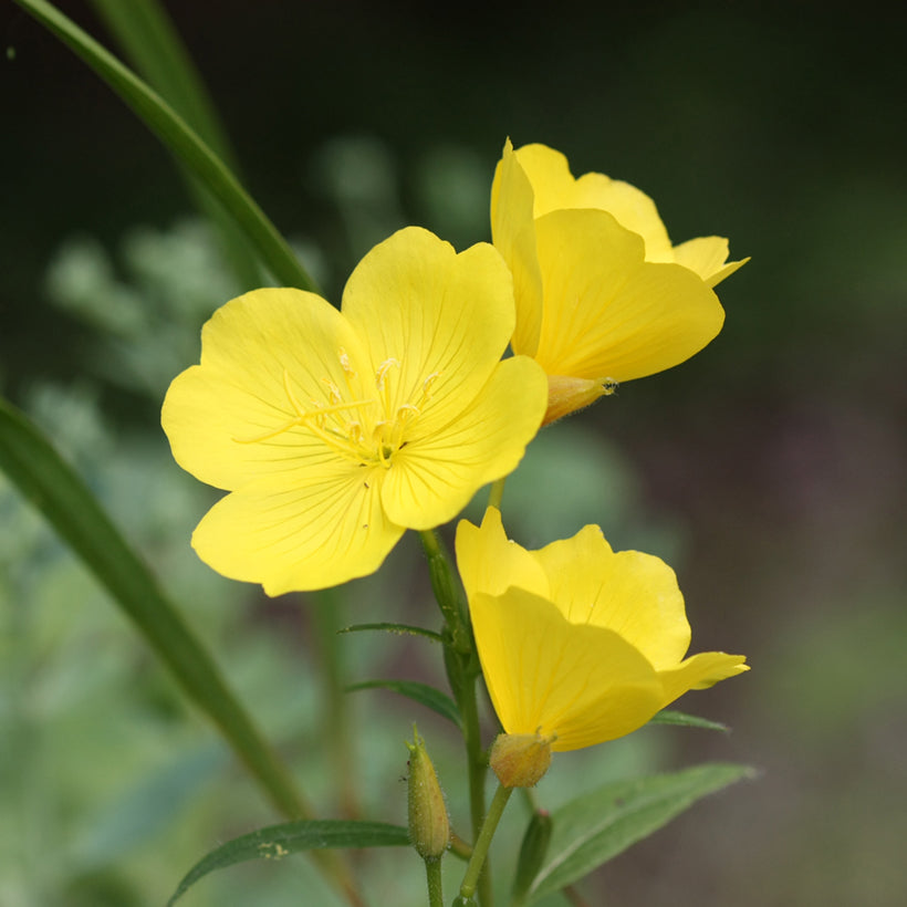 Primrose Oenothera Macrocarpa plant