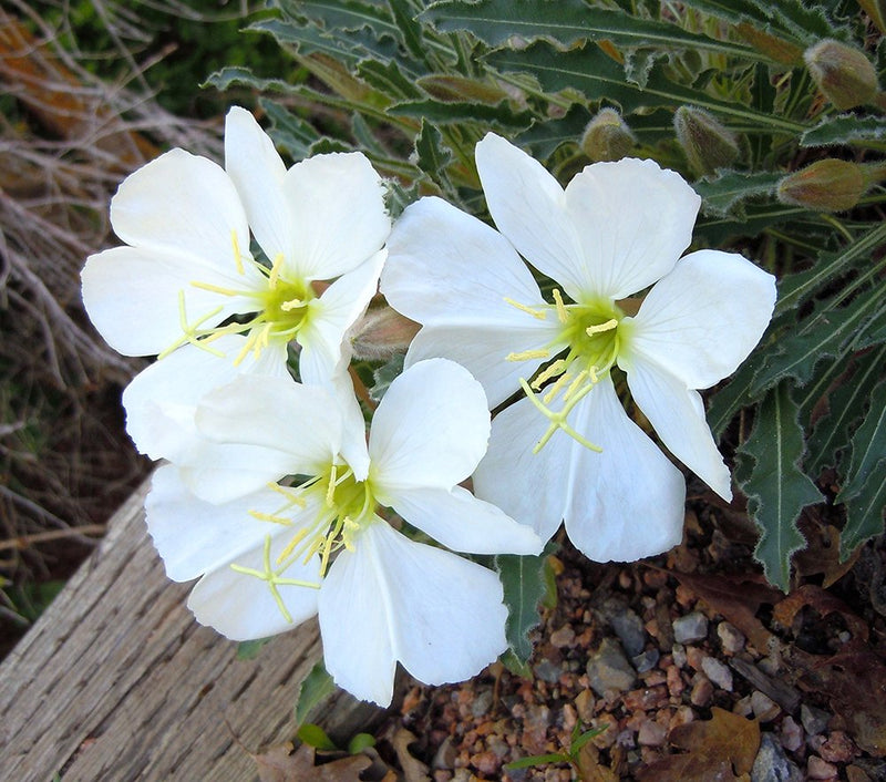 White Oenothera Flower Seeds for Planting – Heirloom Non-GMO Garden Seeds