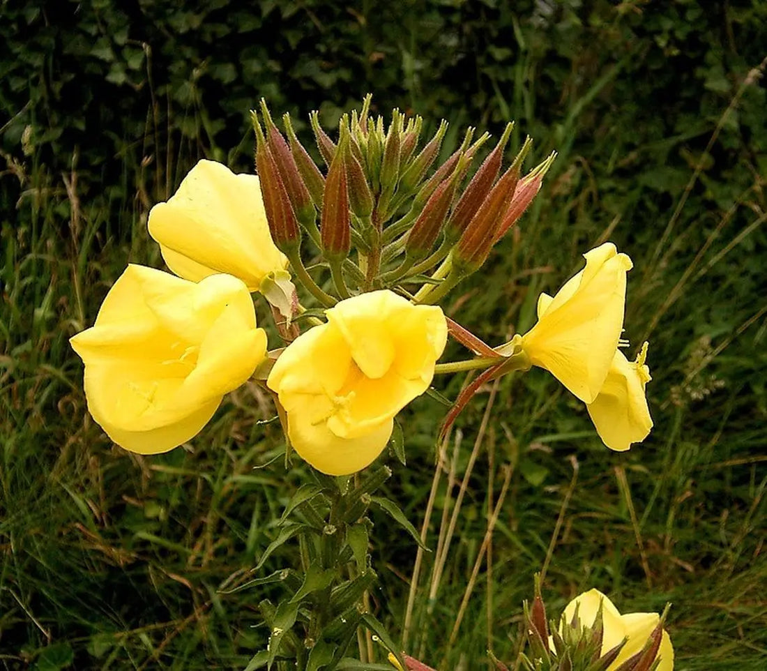 Oenothera Lamarckiana flower seeds