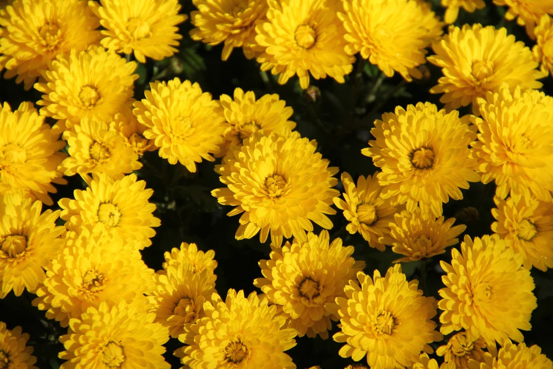 Chrysanthemum flower seeds