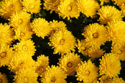 Chrysanthemum flower seeds