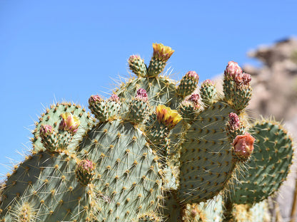 Opuntia Chlorotica Cactus Seeds for Planting – Heirloom Non-GMO Garden Seeds