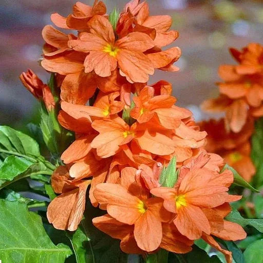 Crossandra flower seeds
