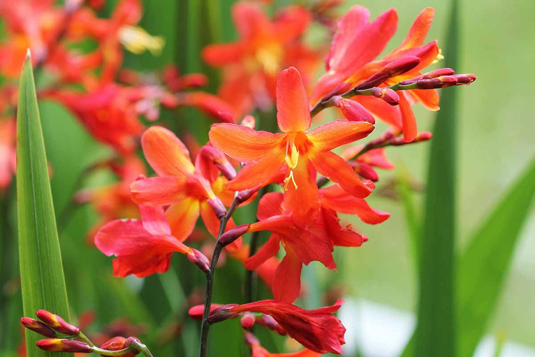 Orange Crocosmia flower seeds