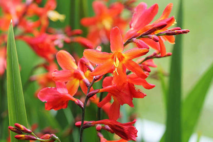 Orange Crocosmia flower seeds