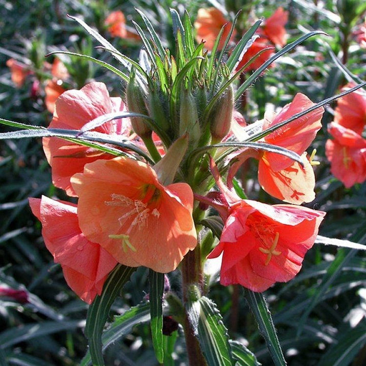 Orange Evening flower seeds