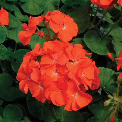 Orange Geranium flower seeds