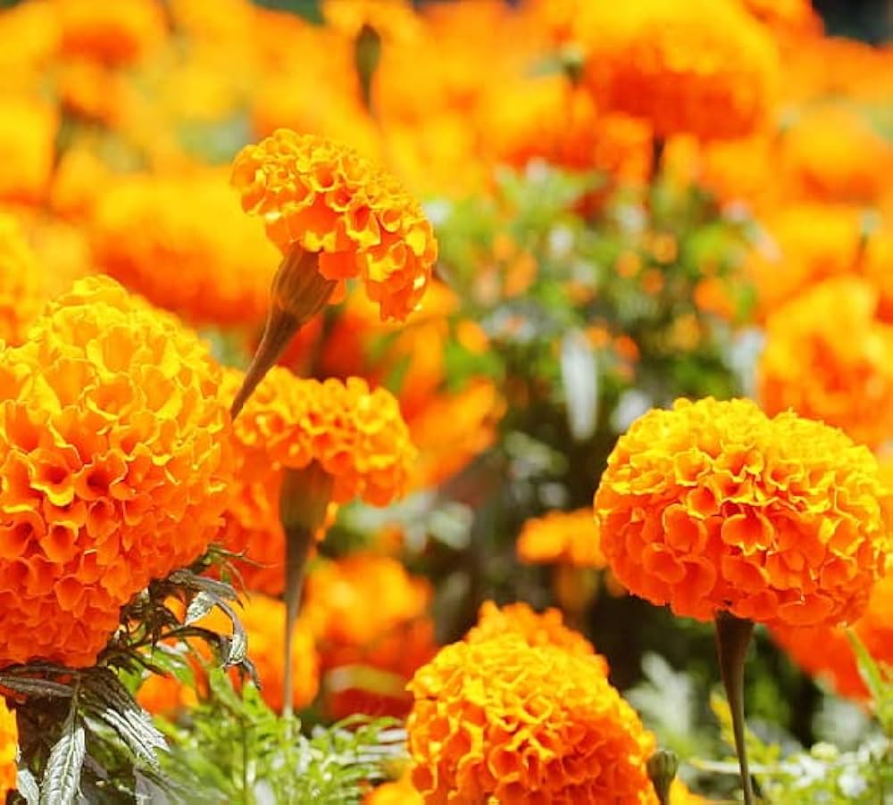 Orange Indica flower seeds