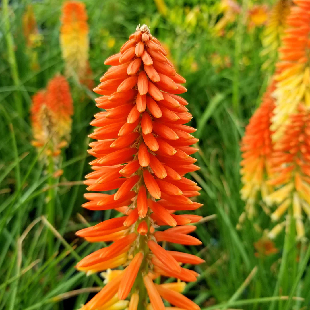 Orange Kniphofia flower seeds