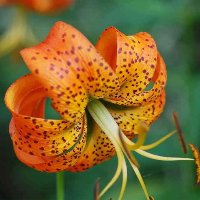 Orange Lilium flower seeds