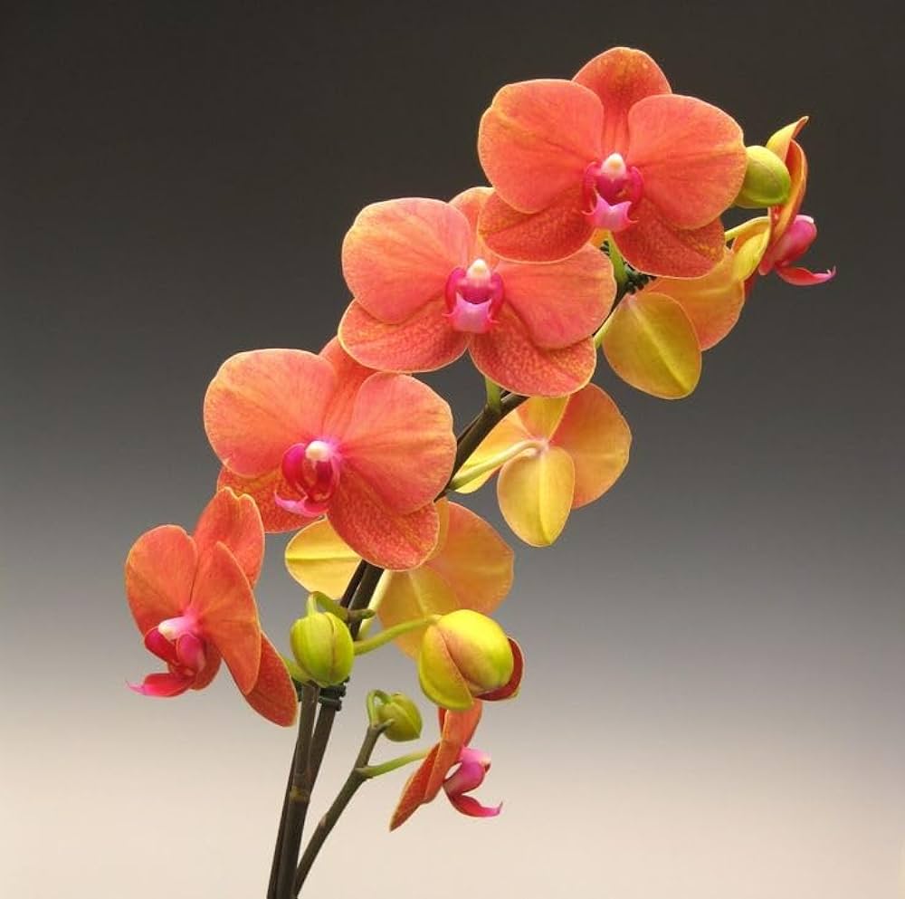 Orange Mini flower seeds