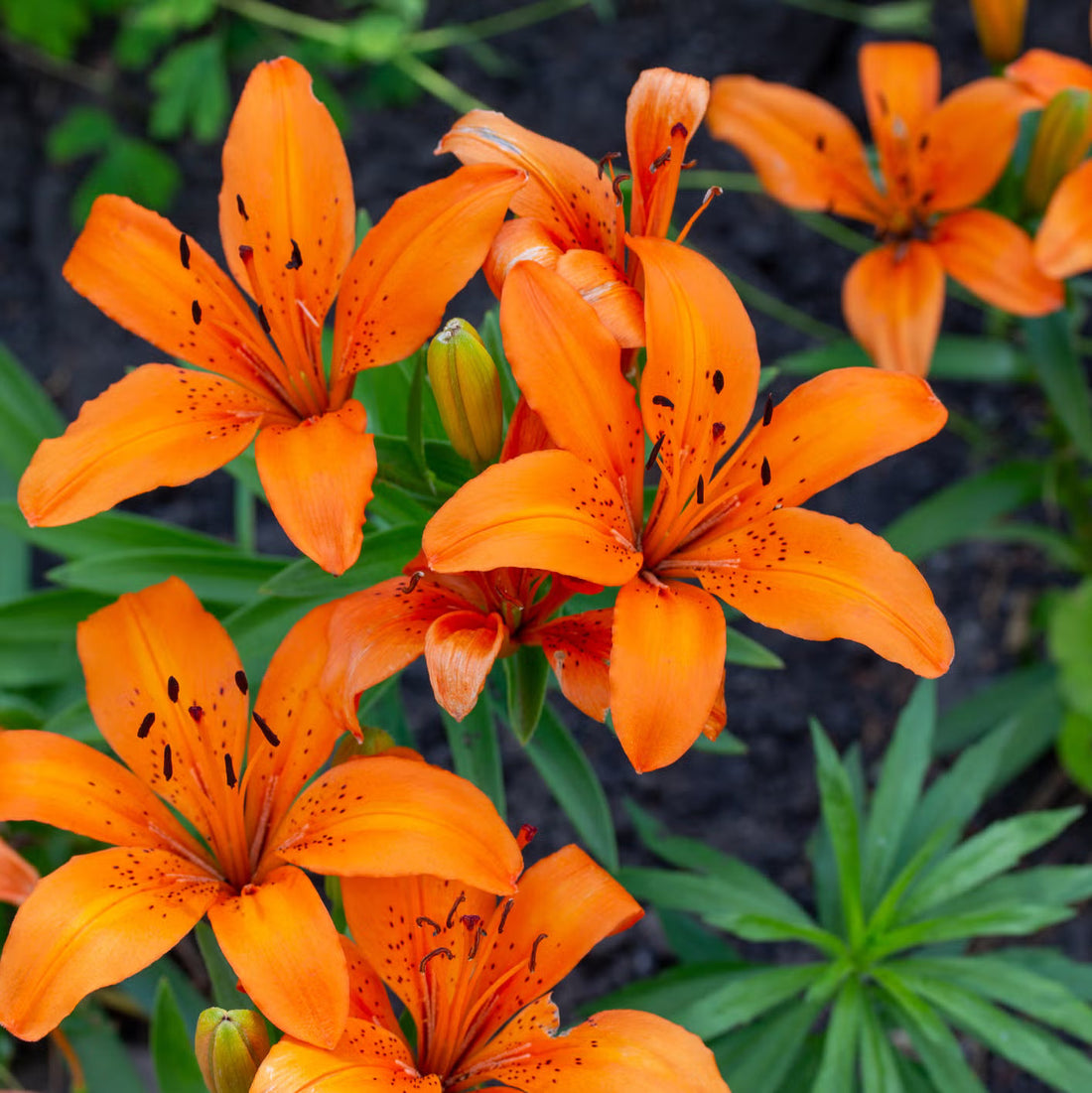 Orange Clivia flower seeds