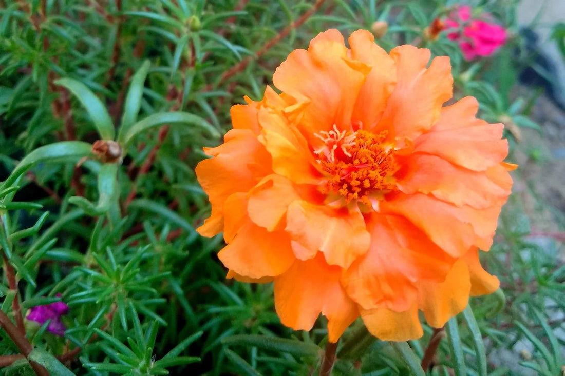 Orange Portulaca flower seeds