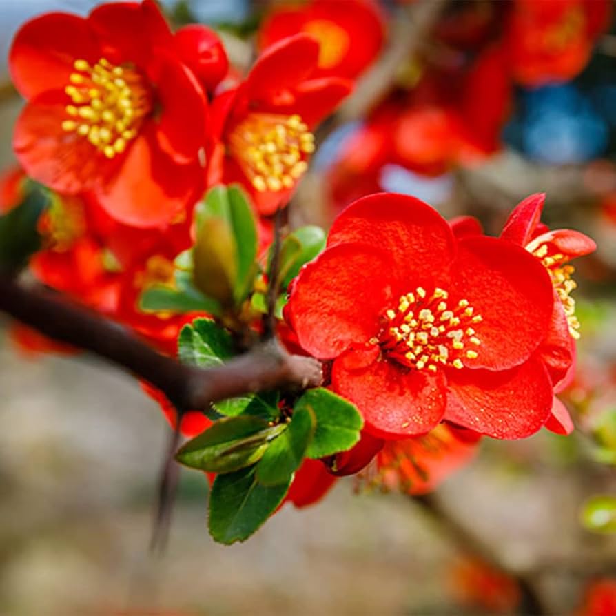 Orange Quince flower seeds