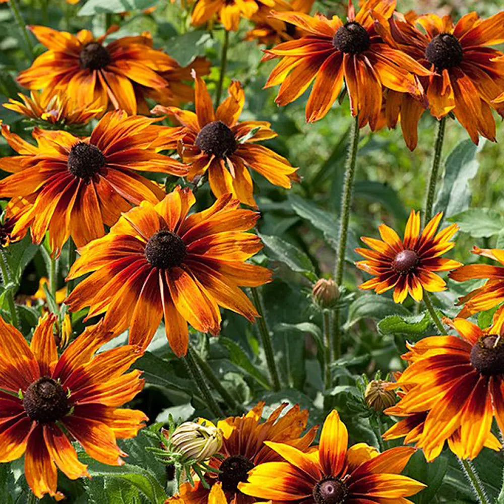Orange Rudbeckia flower seeds