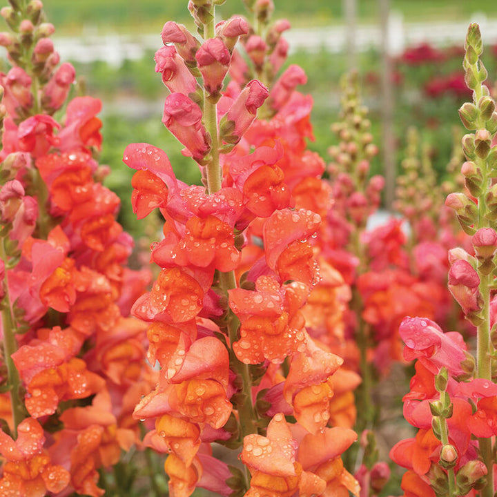 Orange Snapdragon flower seeds