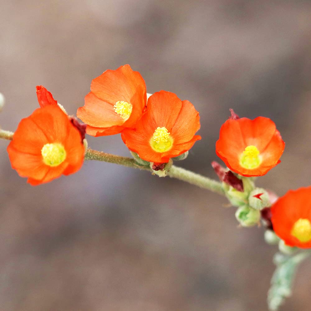 Orange Sphaeralcea flower seeds