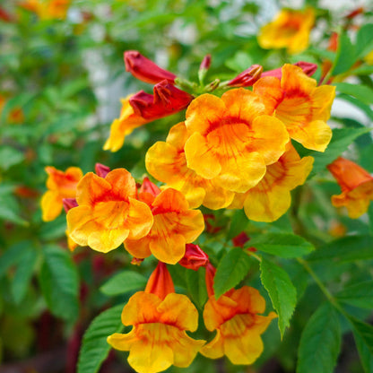 Orange Tecoma flower seeds