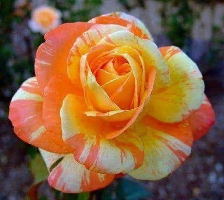 Orange White flower seeds