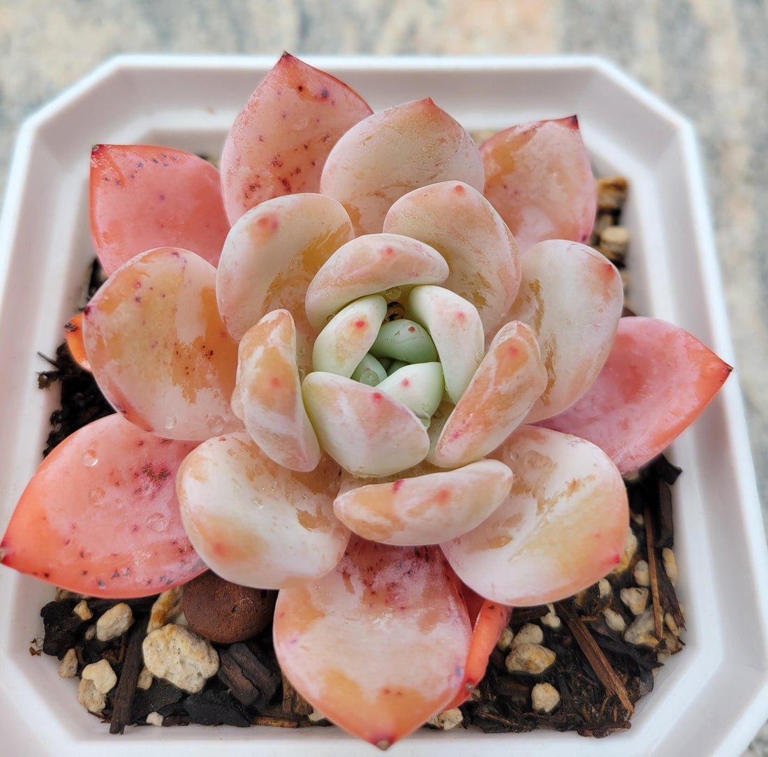 Orange Echeveria flower seeds