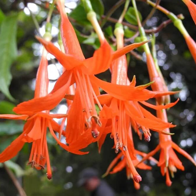 Orange Fuchsia plant