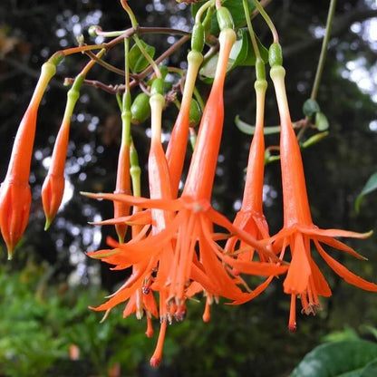Orange Fuchsia plant
