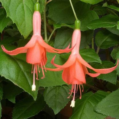 Orange Fuchsia plant