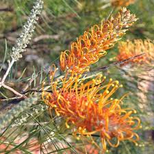 Orange Grevillea plant