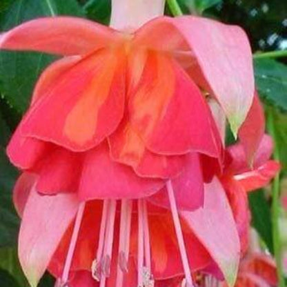 Orange Mix Fuchsia plant