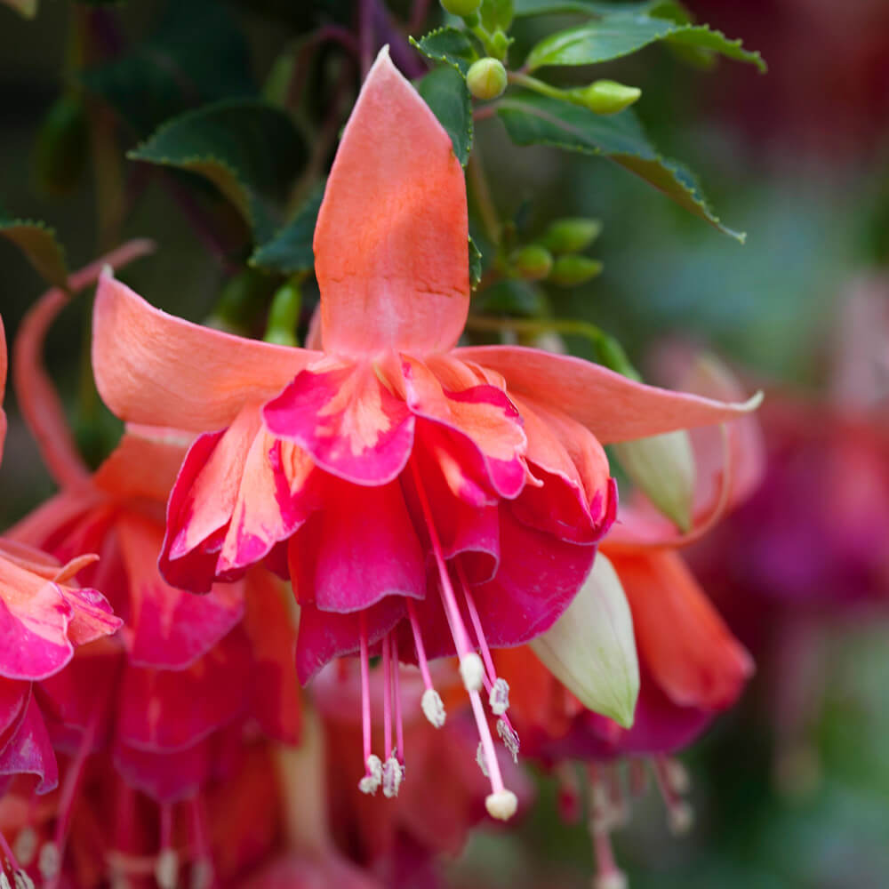 Orange Mix Fuchsia plant