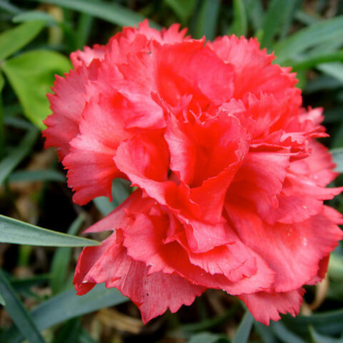 Orange Red Carnation plant