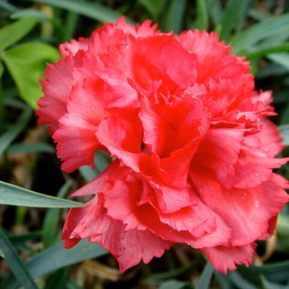 Orange Red Carnation plant