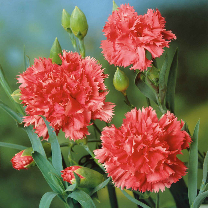 Orange Red Carnation plant