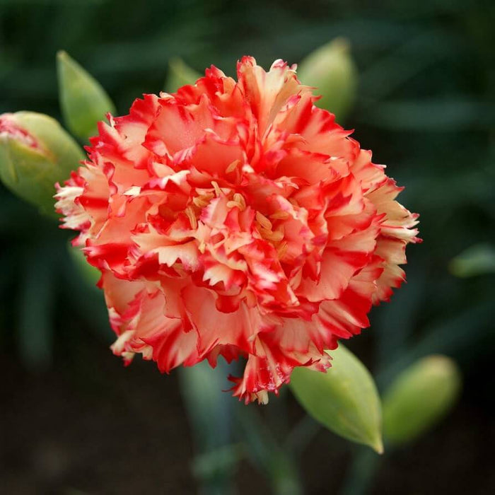 Orange Red Carnation plant