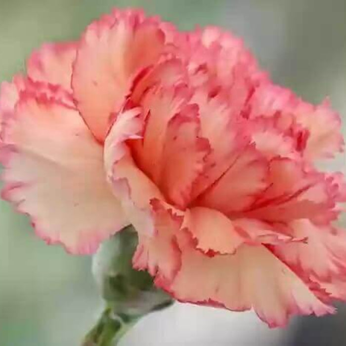 Orange Red Carnation plant