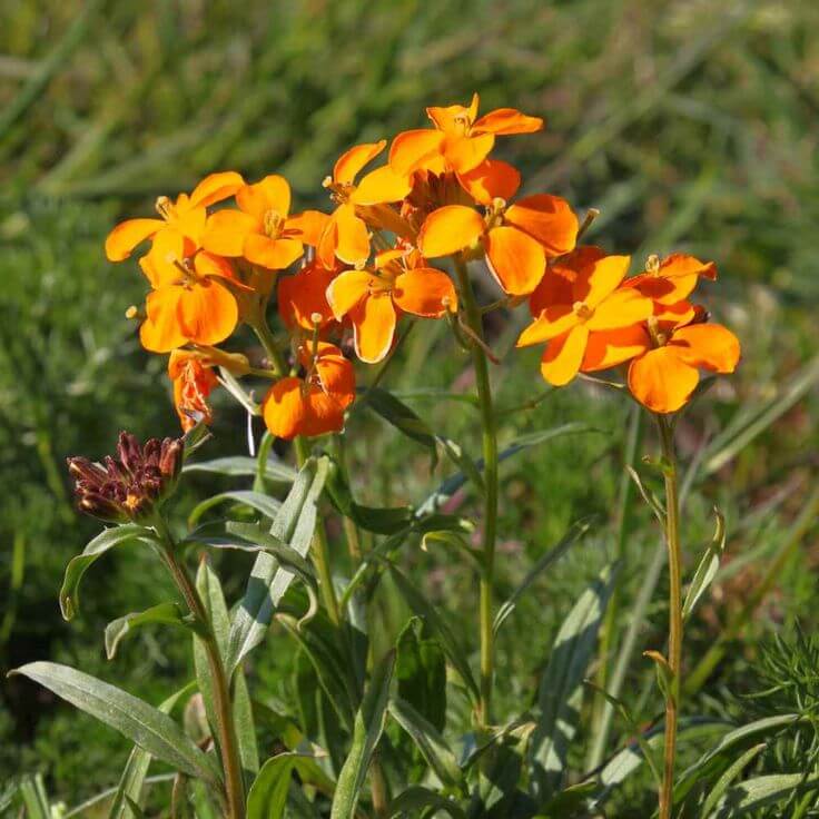 Orange Siberian Wallflower plant