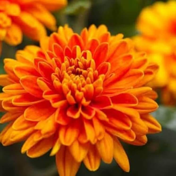 Orange Wildflower Chrysanthemum plant